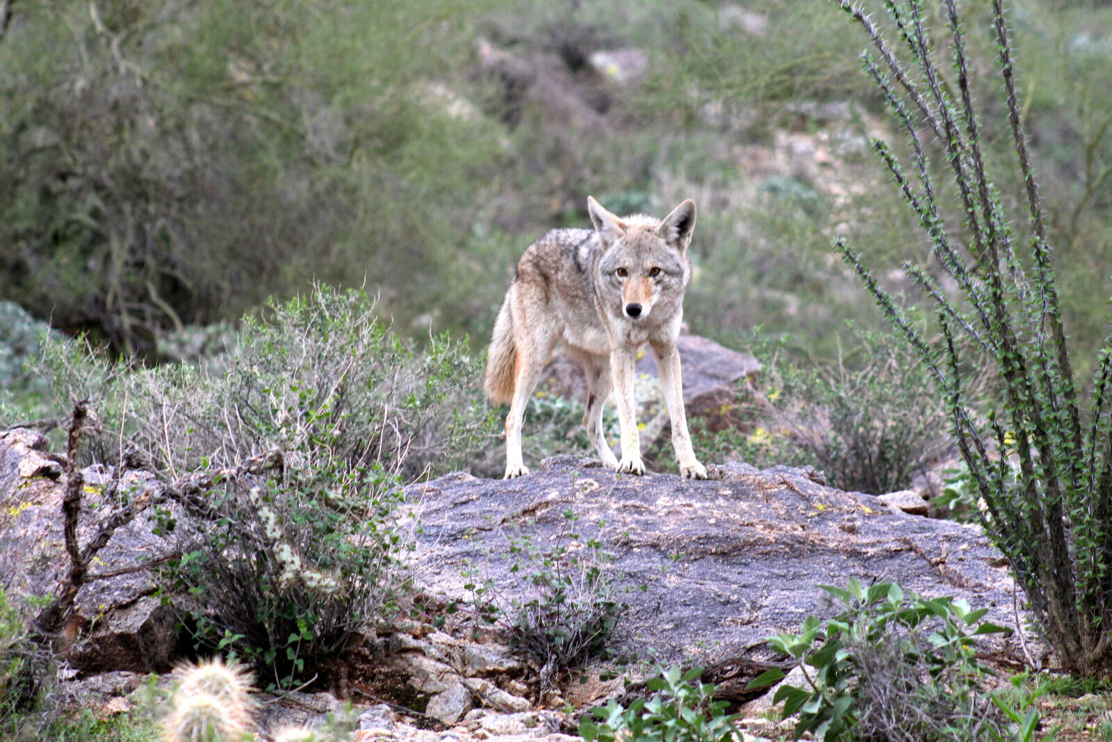 Canon EF 75-300mm f/4-5.6 sample photo. Bush, coyote, fur, nature photography