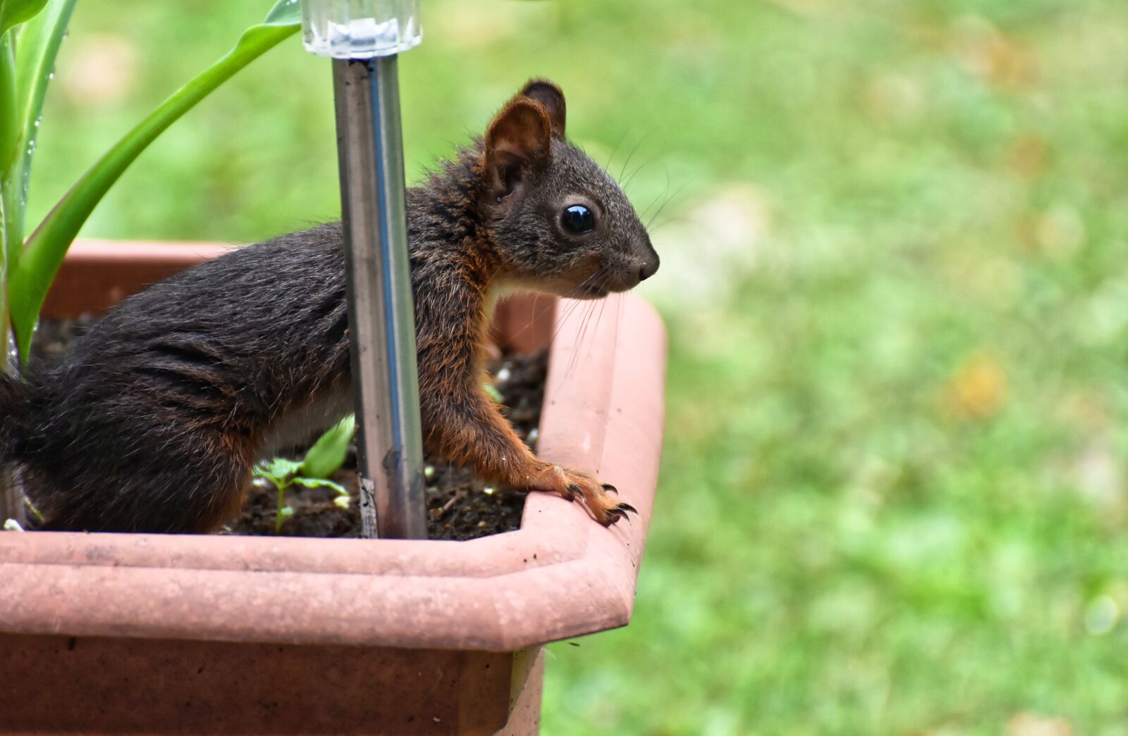 Nikon D7200 sample photo. Flowerpot, garden, planting pot photography