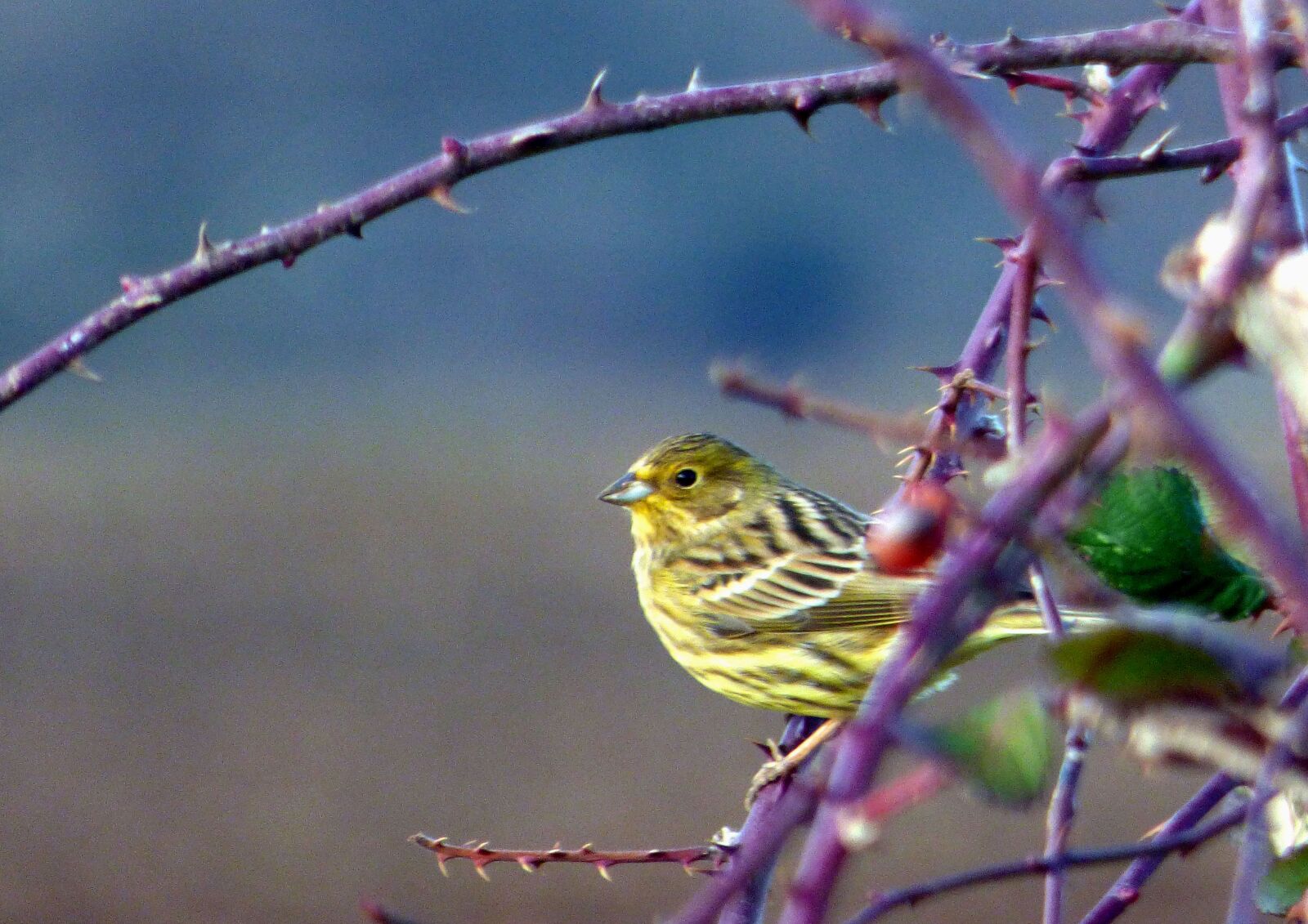 Panasonic DMC-FZ72 sample photo. Bird, bunting yellow, nature photography