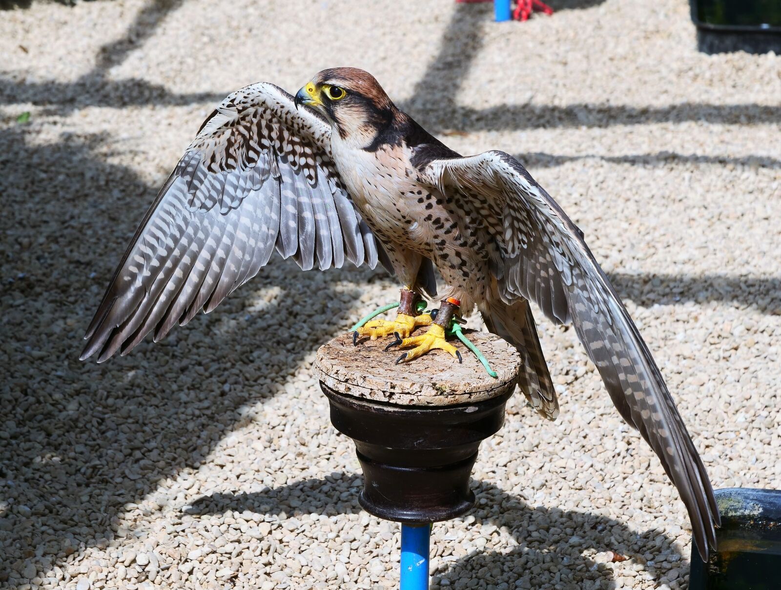 Panasonic Lumix DC-G9 sample photo. Lanner falcon, falcon, bird photography
