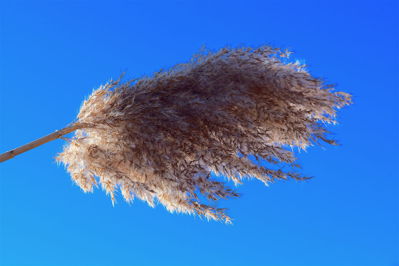 Nikon D3300 sample photo. Reed, fluffy, close up photography