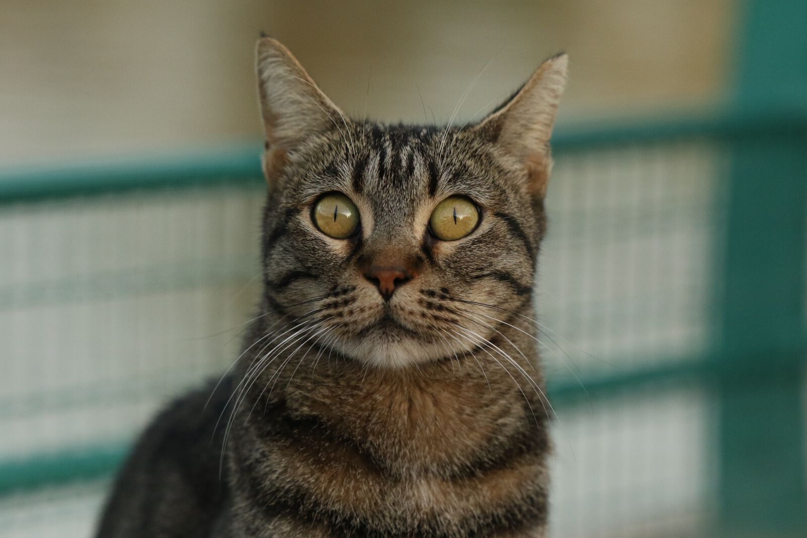Canon EOS 7D Mark II sample photo. Cat, close up, eyes photography