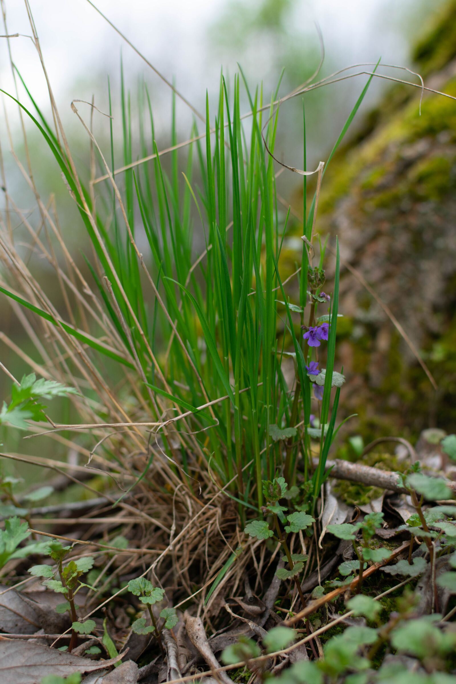 Nikon D3400 sample photo. Greens, grass, nature photography