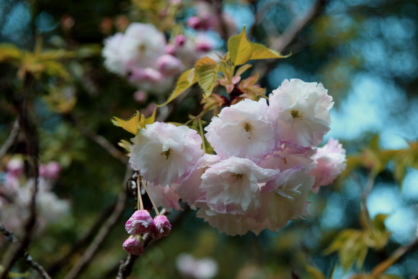 Canon EOS 7D Mark II sample photo. Blossoms, tree, branch photography