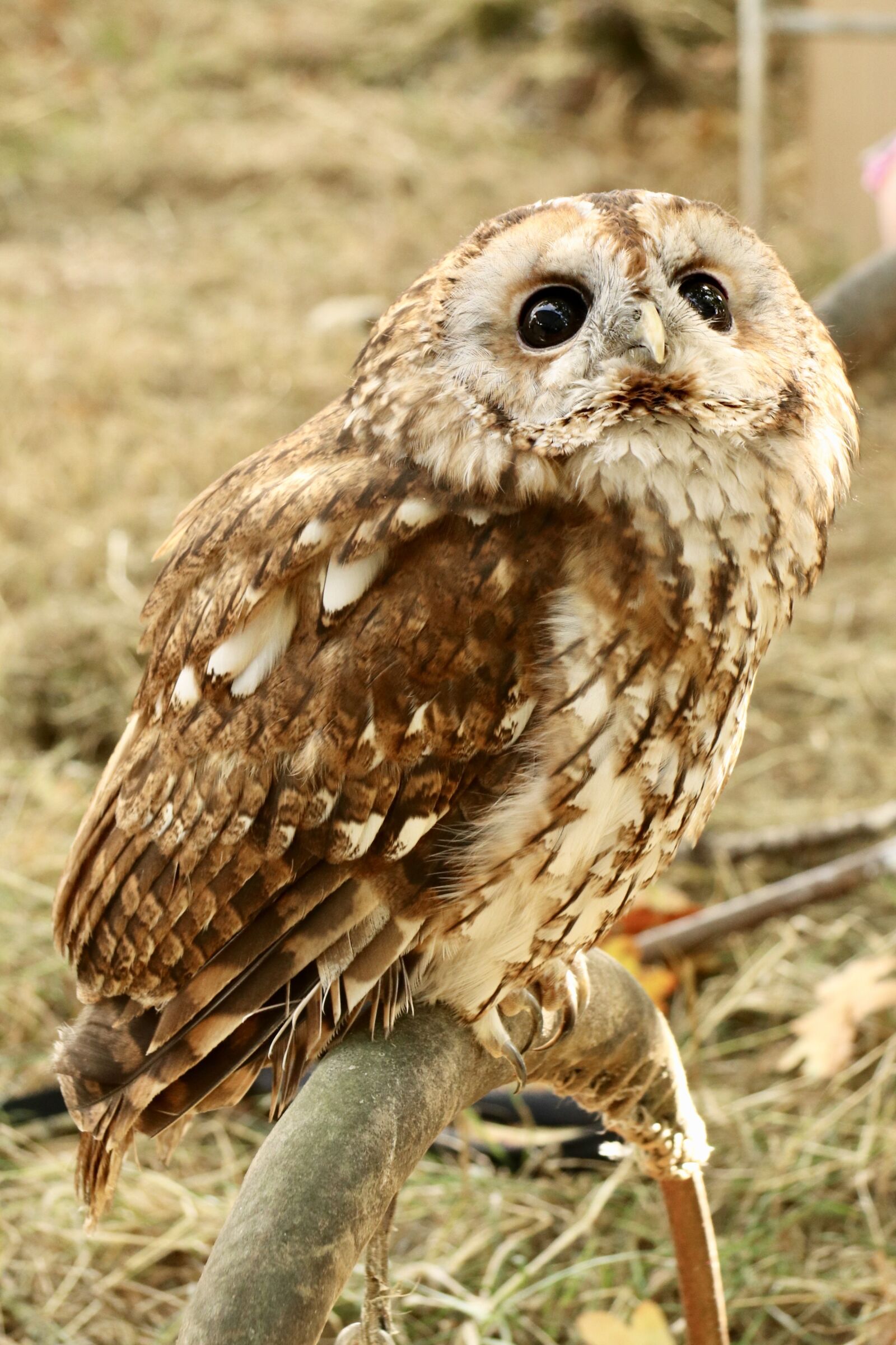 Canon EF-S 17-85mm F4-5.6 IS USM sample photo. Tawny owl, owl, nocturnal photography