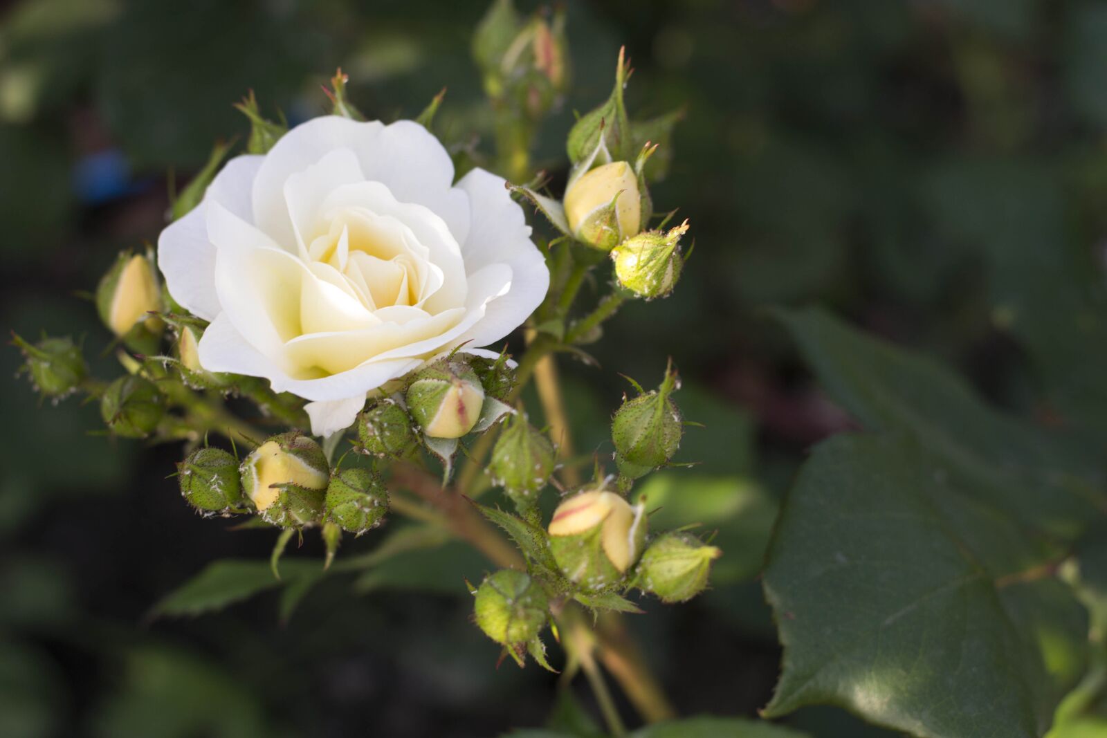 Nikon D3100 sample photo. Rose, flower photography