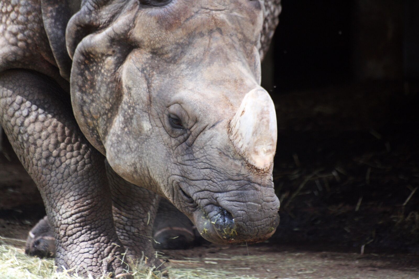 Canon EOS 1000D (EOS Digital Rebel XS / EOS Kiss F) sample photo. Rhino, zoo, horn photography