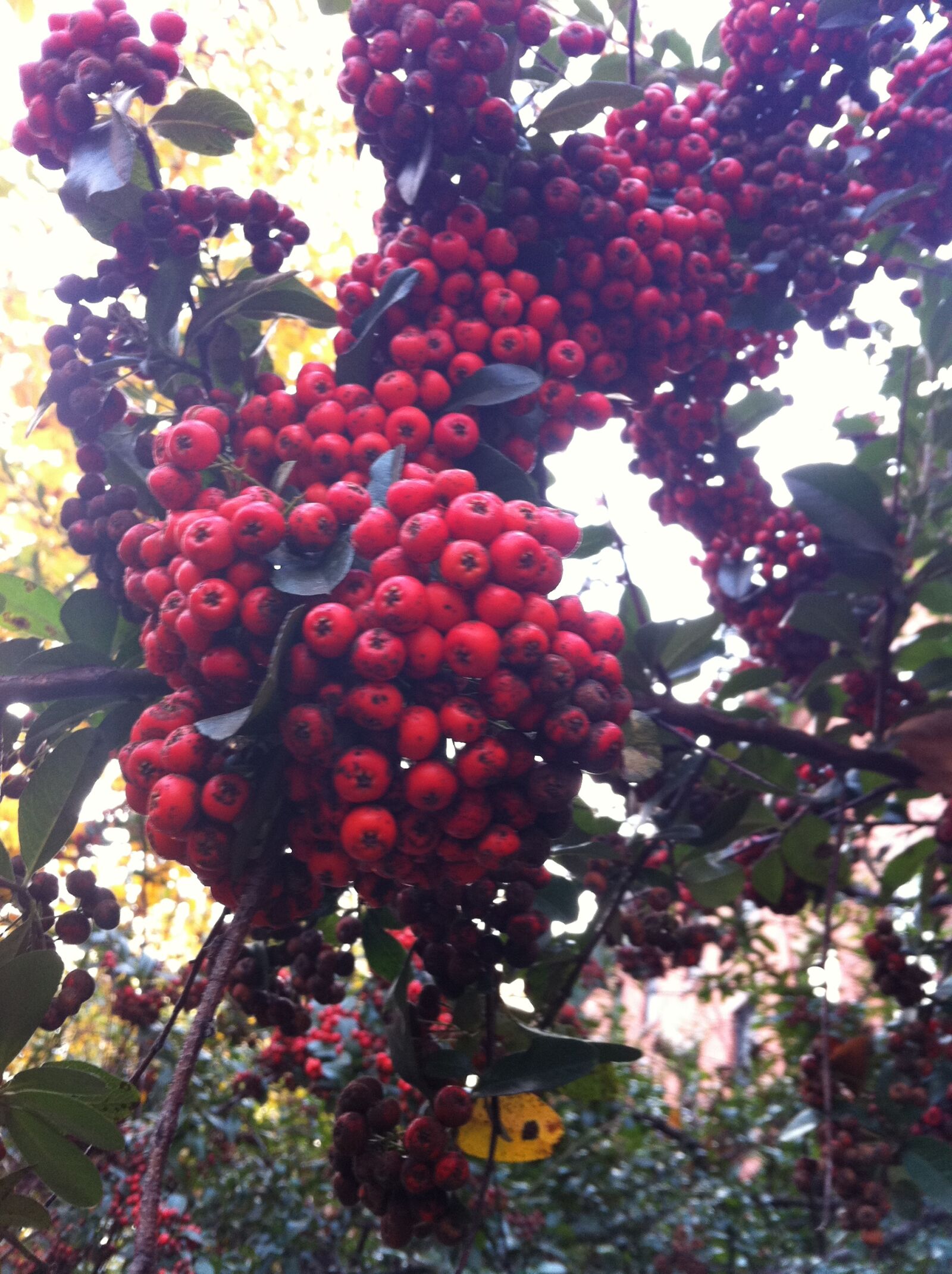 Apple iPhone 4 sample photo