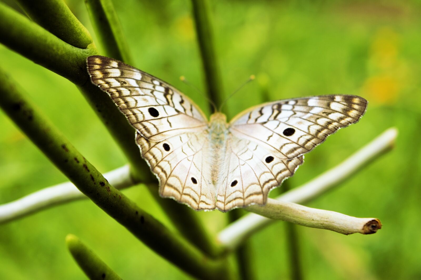Nikon D3300 sample photo. Butterfly, green, grey photography