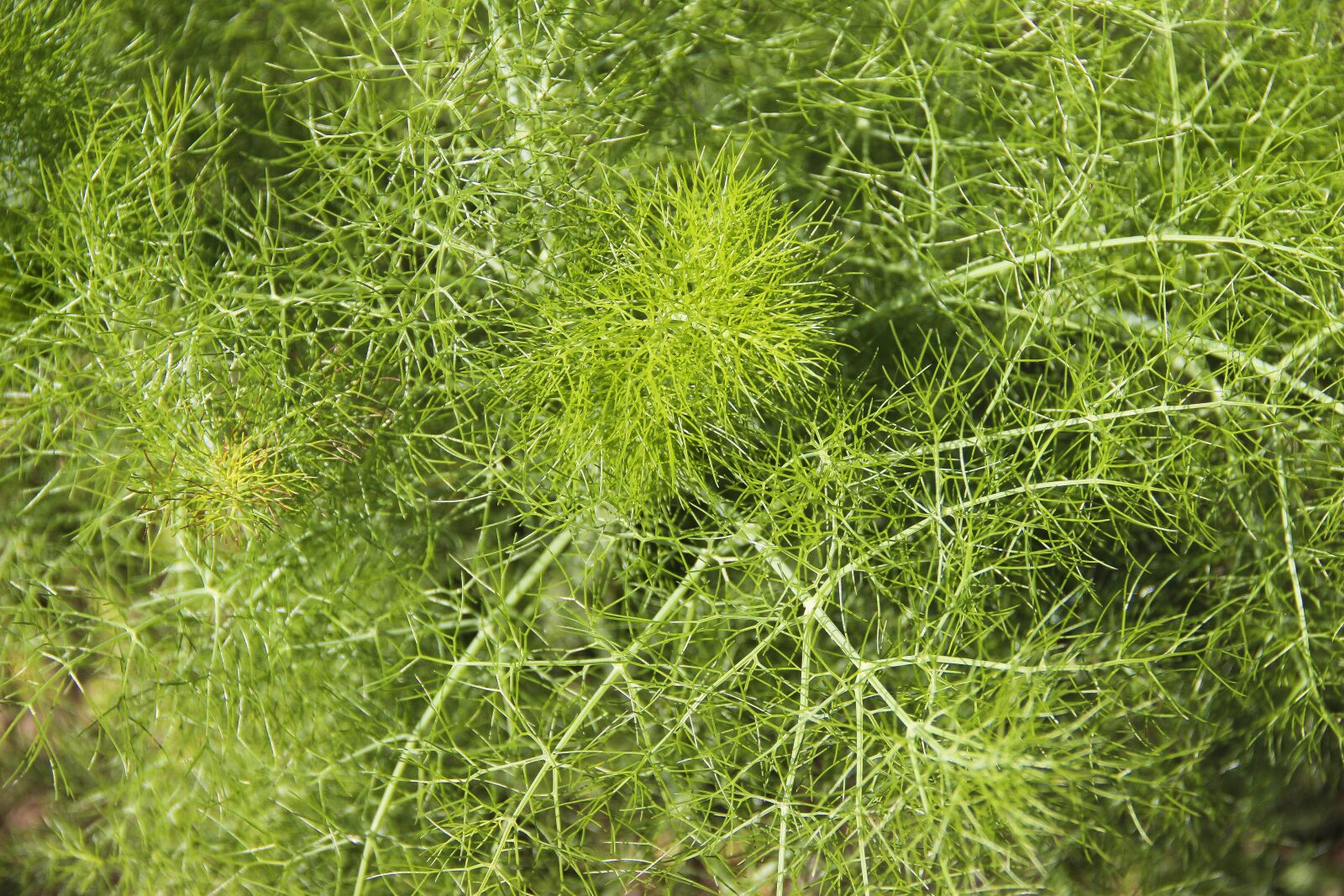 Canon EOS 650D (EOS Rebel T4i / EOS Kiss X6i) + Canon EF-S 18-135mm F3.5-5.6 IS sample photo. Dill, greens, green photography