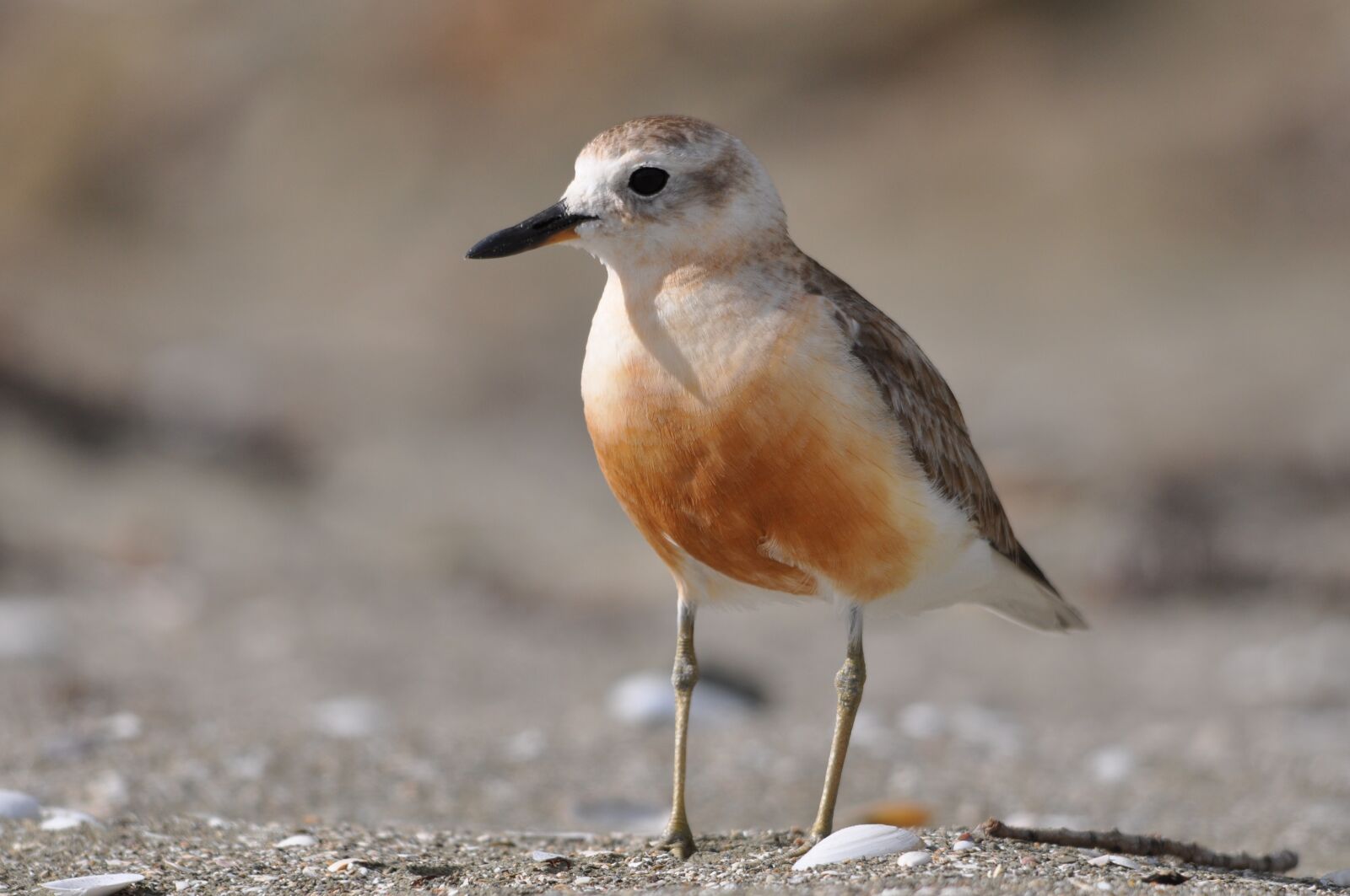 Nikon D90 sample photo. Dotterel, male, new zealand photography