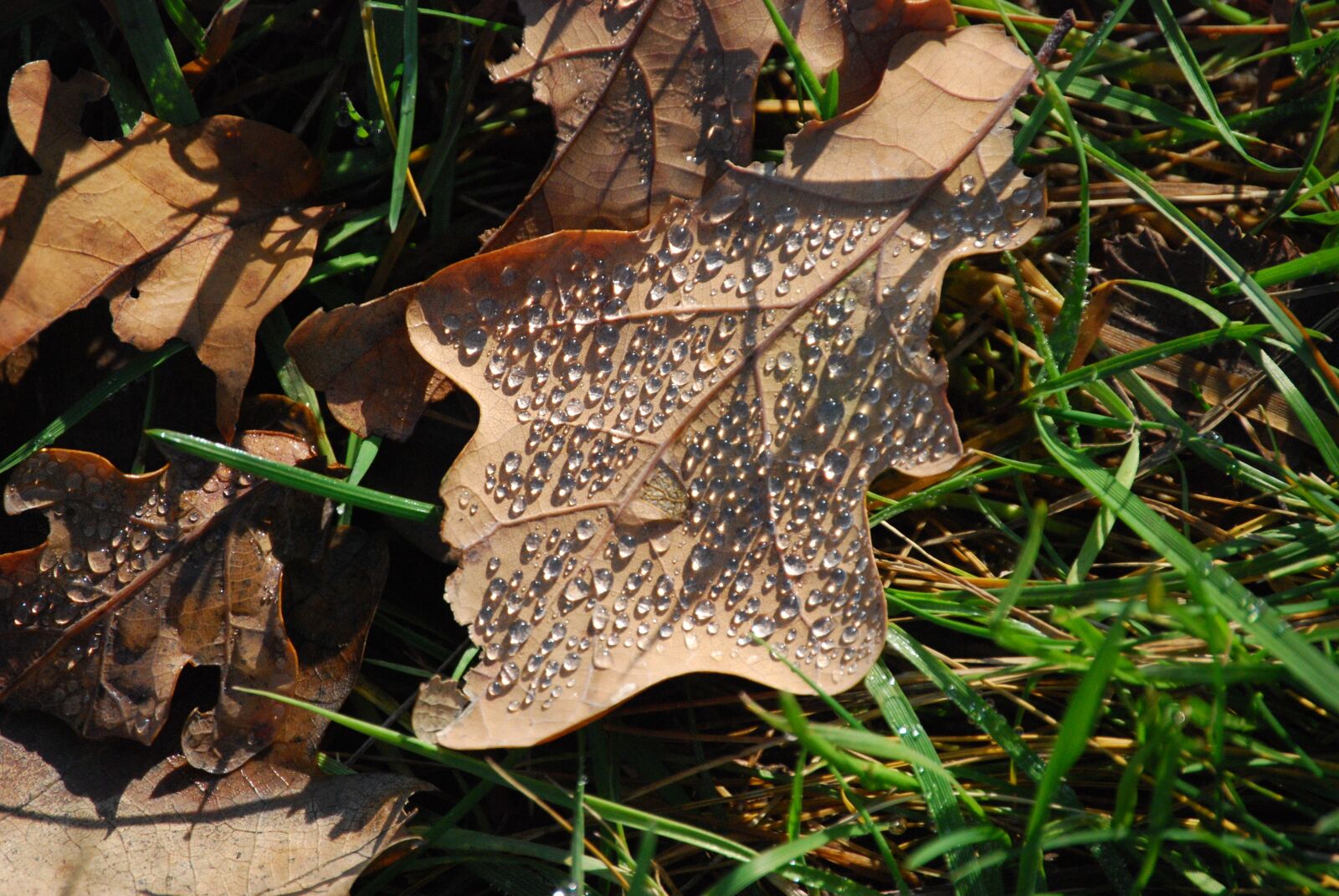 Nikon D60 sample photo. Water, drop, holidays photography