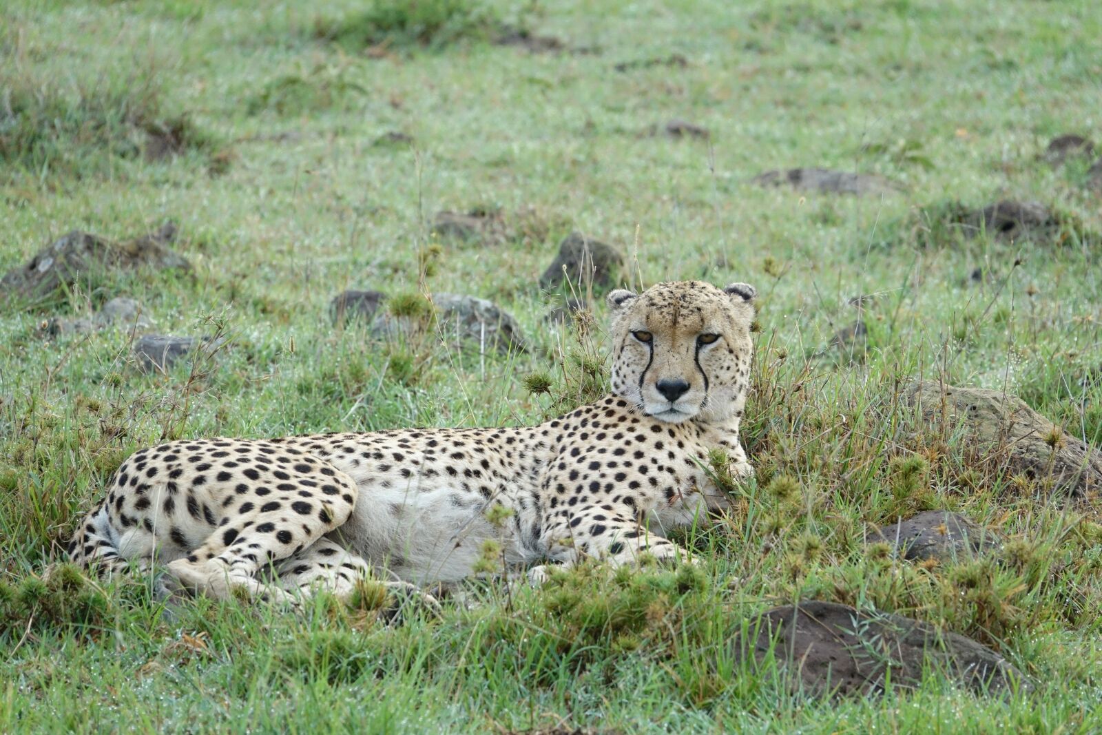 Sony Cyber-shot DSC-RX10 III sample photo. Wildlife, mammal, animal photography