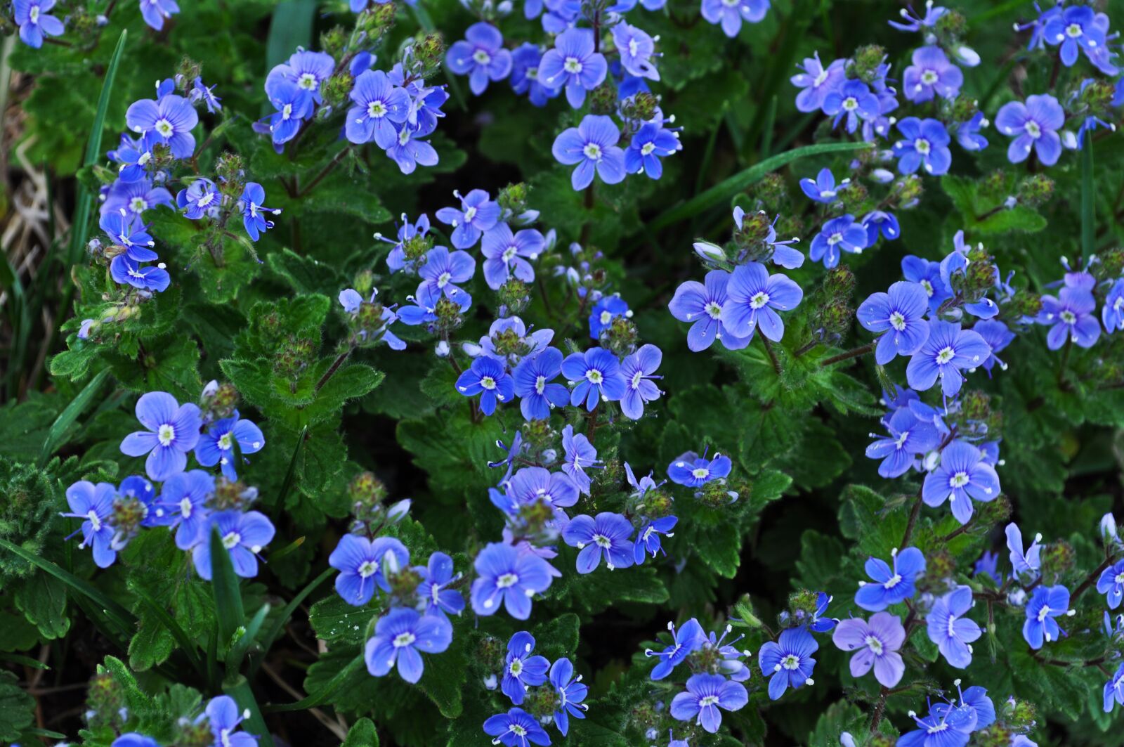 Nikon D5000 sample photo. Flowers, bloom, nature photography