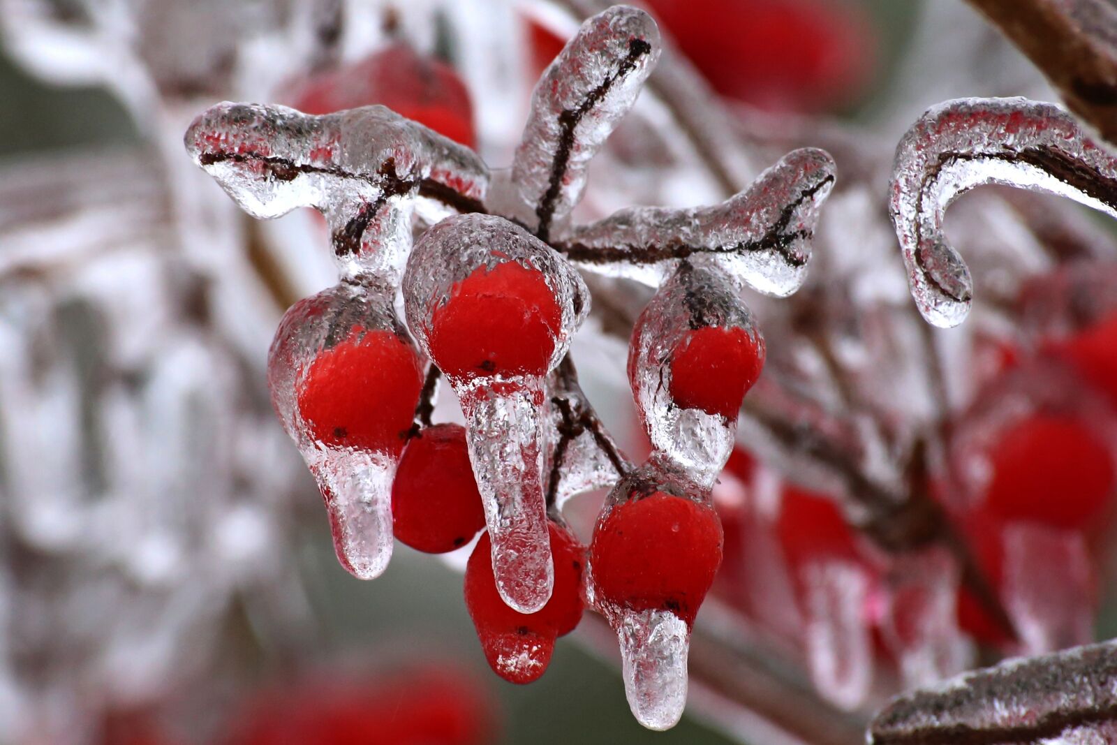 Canon EOS 6D sample photo. Nature, tree, winter photography