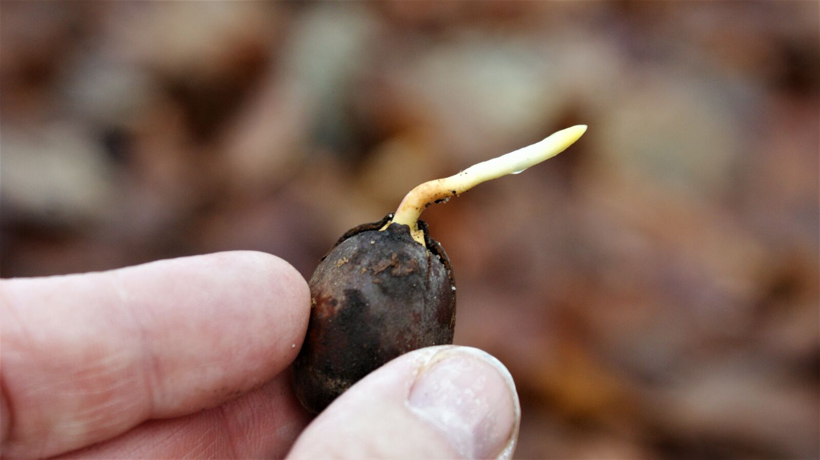 Sony Alpha DSLR-A350 sample photo. Spring, acorn, nature photography