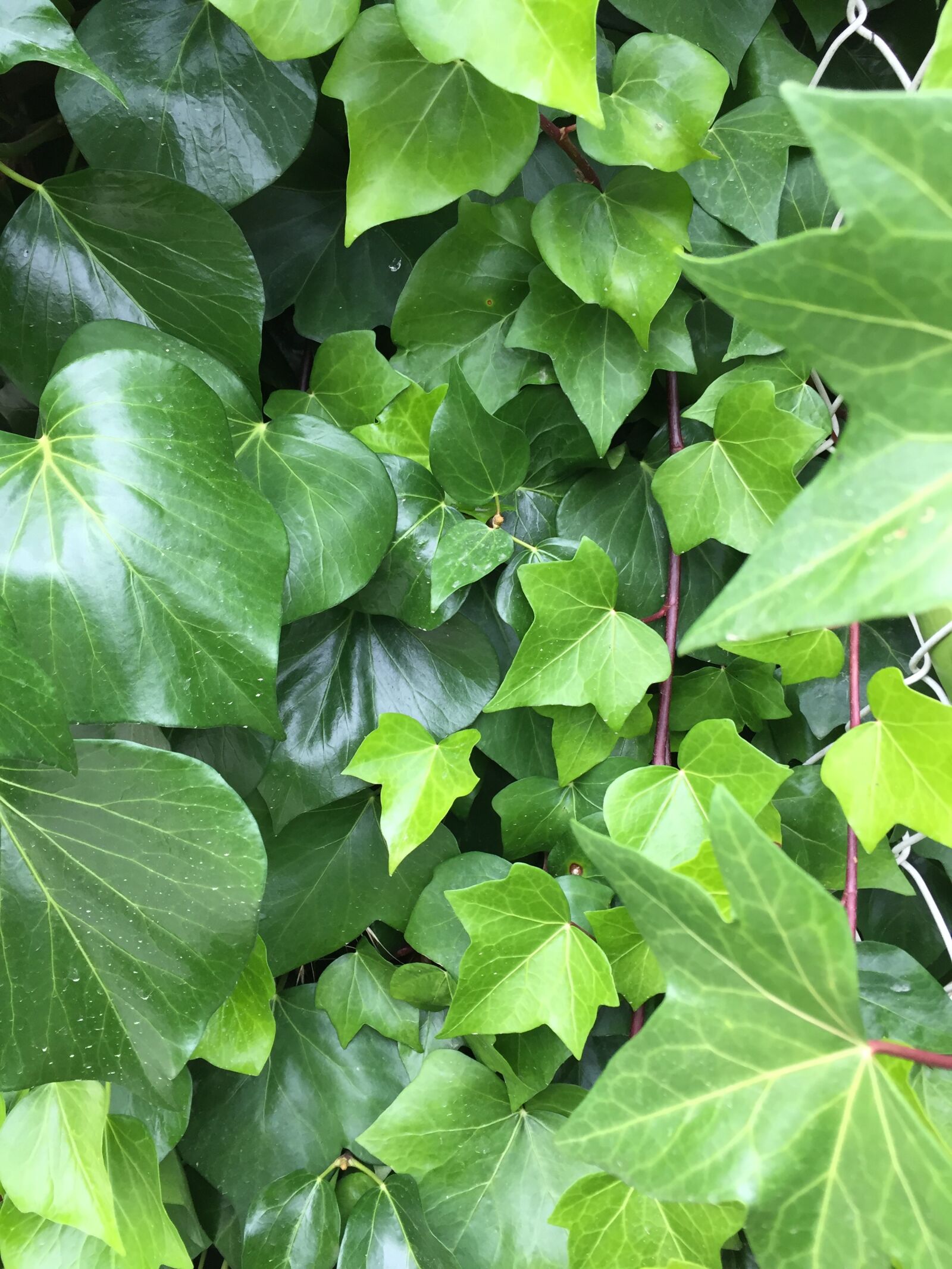 iPhone 6 back camera 4.15mm f/2.2 sample photo. Ivy, green, nature photography