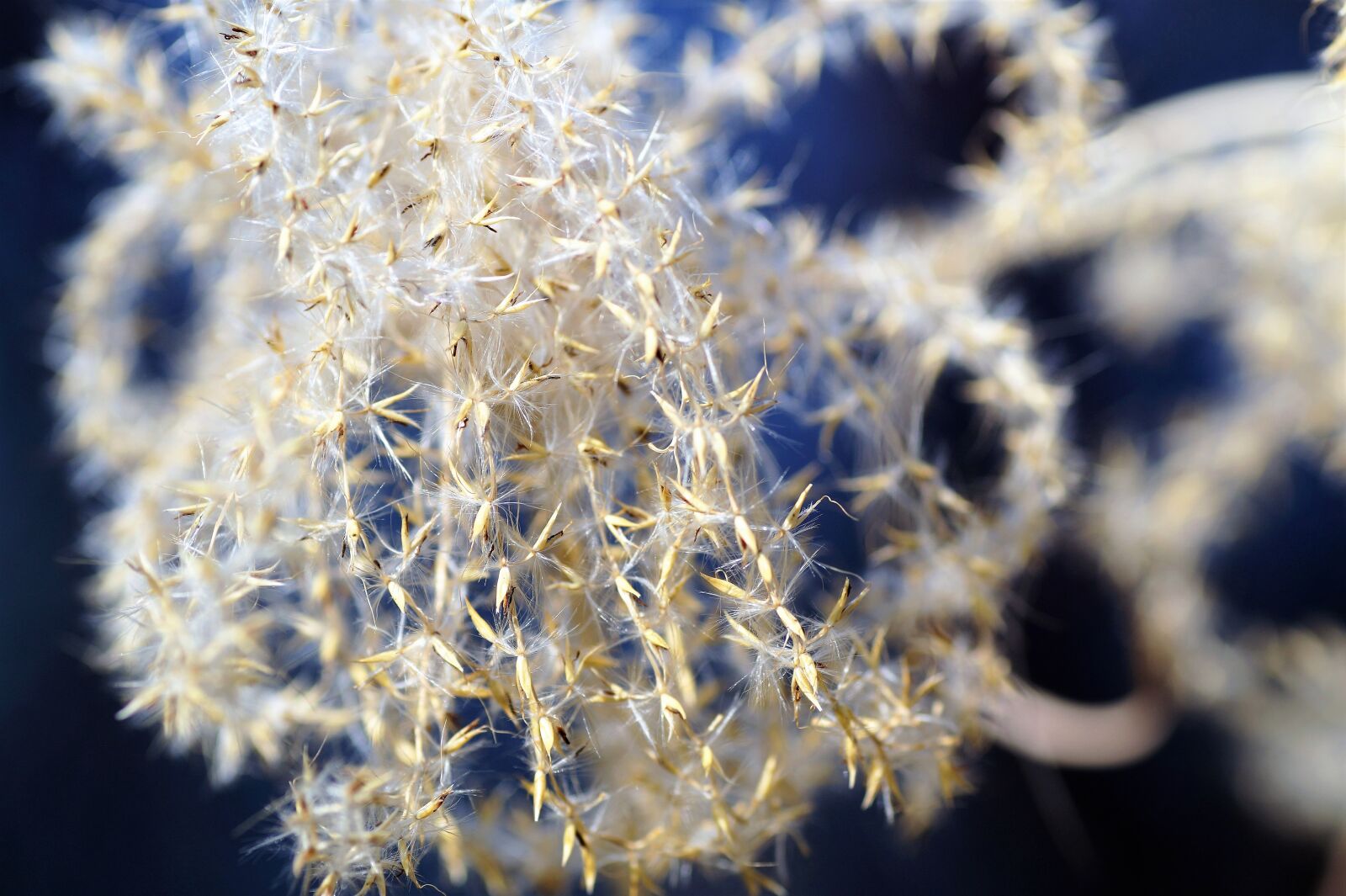 Sony SLT-A58 sample photo. Seeds, fluff, dry photography
