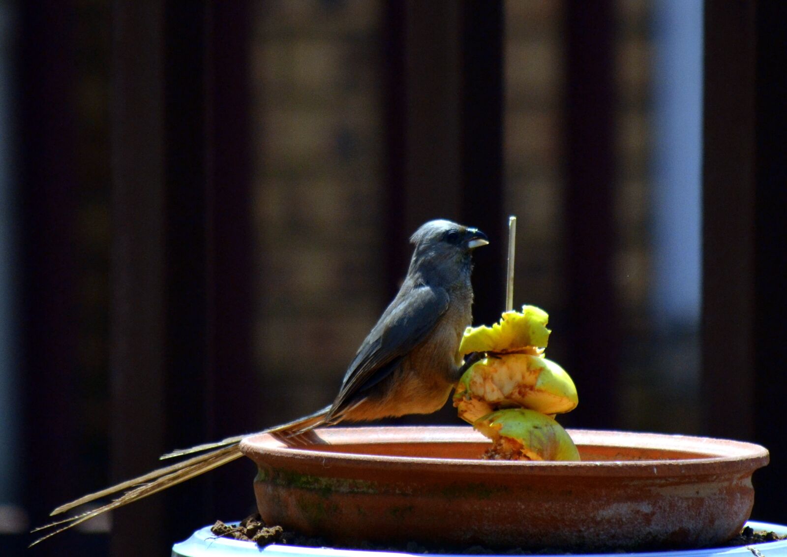 Nikon D3100 sample photo. Bird, sparrow, apple photography