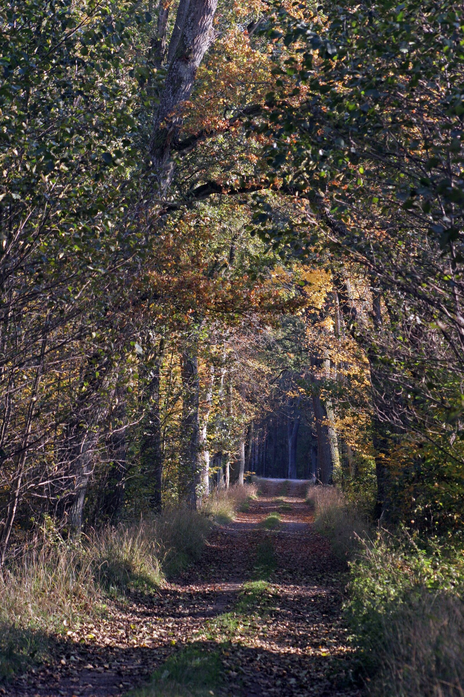 Canon EOS 20D sample photo. Forest, colour, nature photography