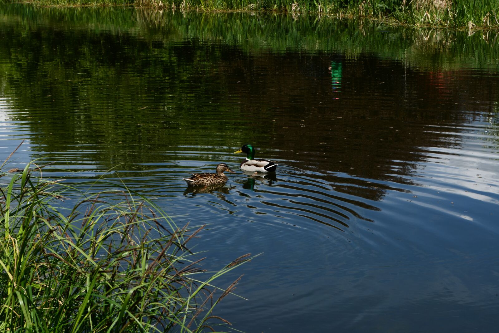 Nikon D5200 sample photo. Ducks, animals, lake photography