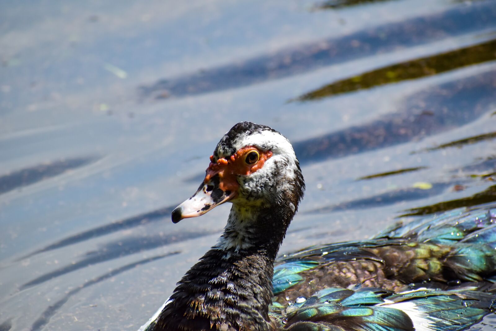 Nikon D3500 sample photo. Duck, pond, water photography