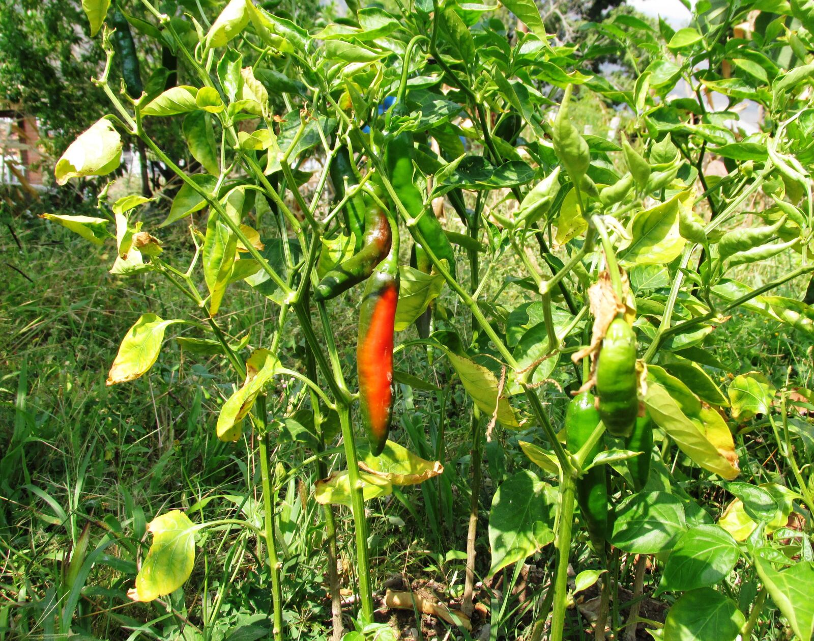 Canon PowerShot SX160 IS sample photo. Planta, chirel, venezuela photography