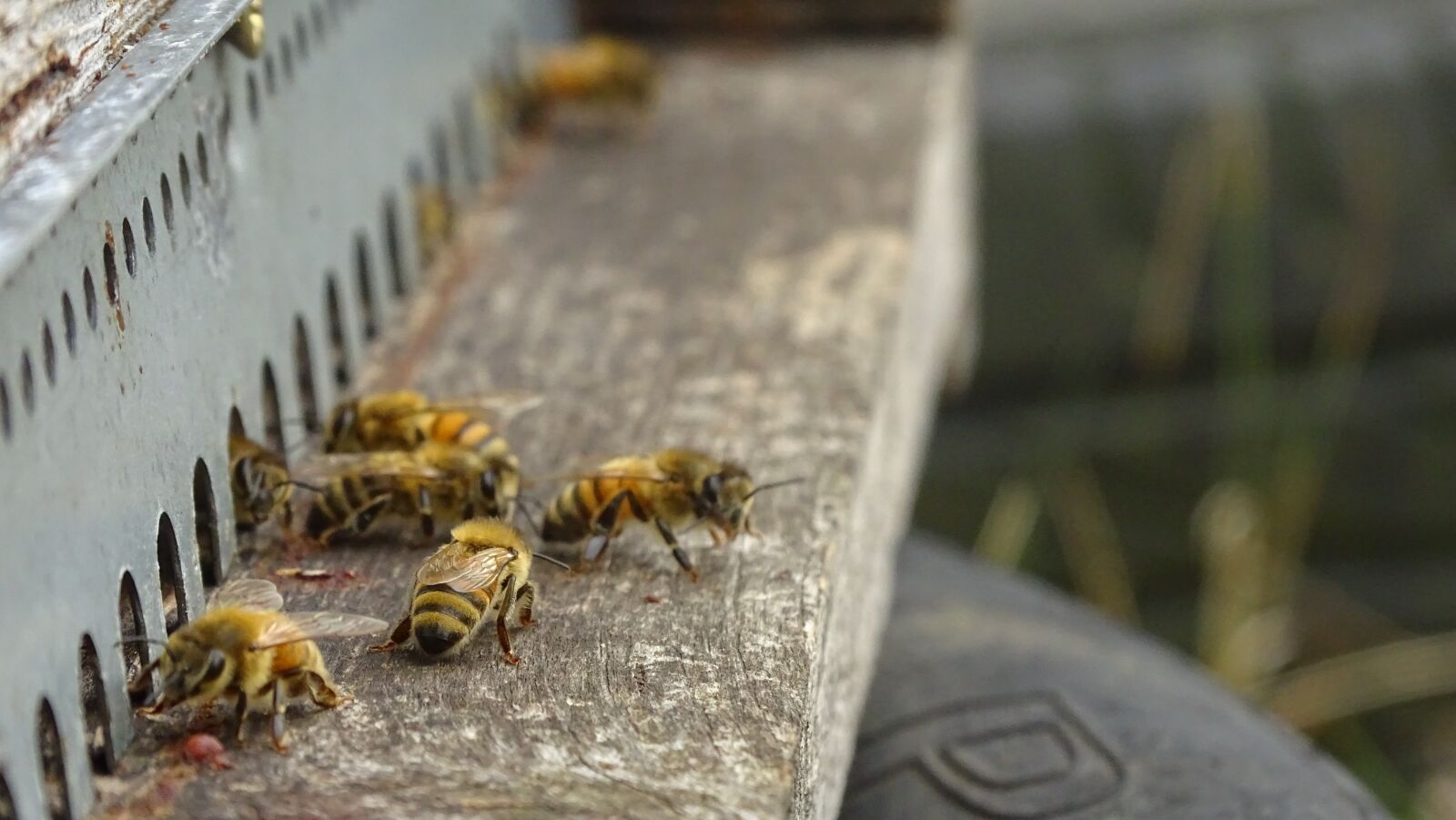 Sony Cyber-shot DSC-HX400V sample photo. Bees, hive, honey photography