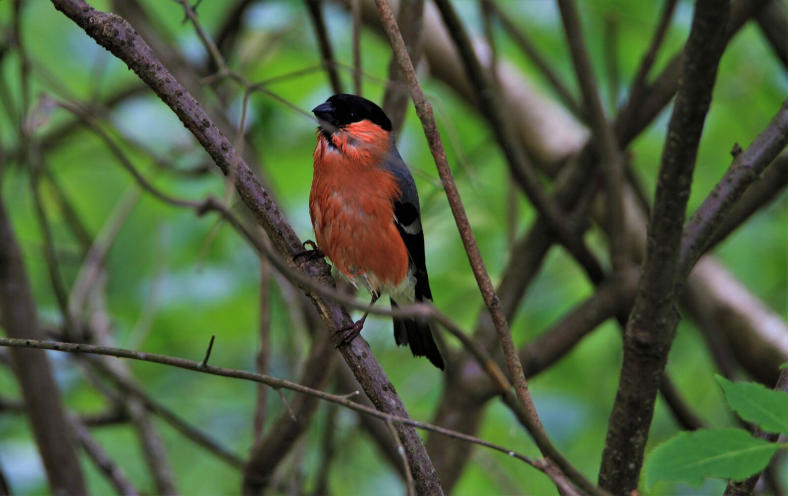 Tamron SP 150-600mm F5-6.3 Di VC USD sample photo. Bullfinch, gimpel, red photography