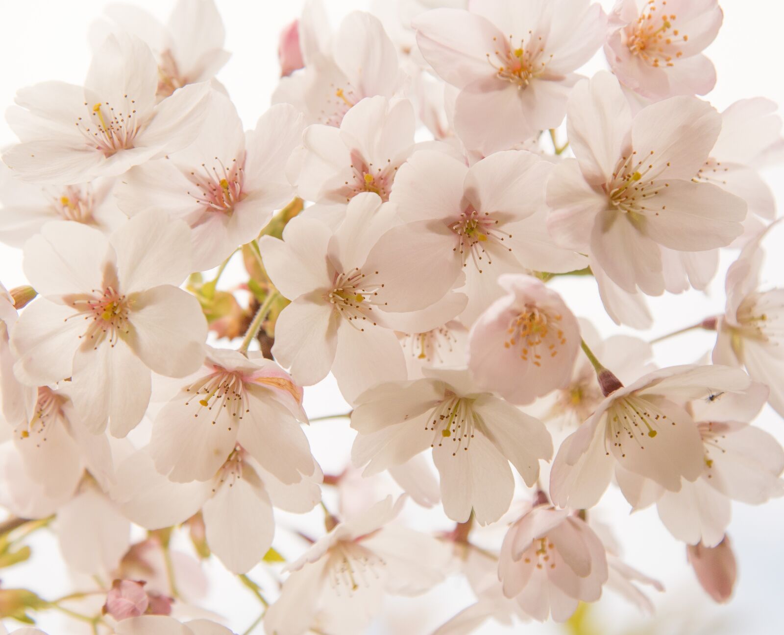 Canon EOS 70D + Canon EF 24-105mm F4L IS USM sample photo. Cherry blossom, spring, flowers photography