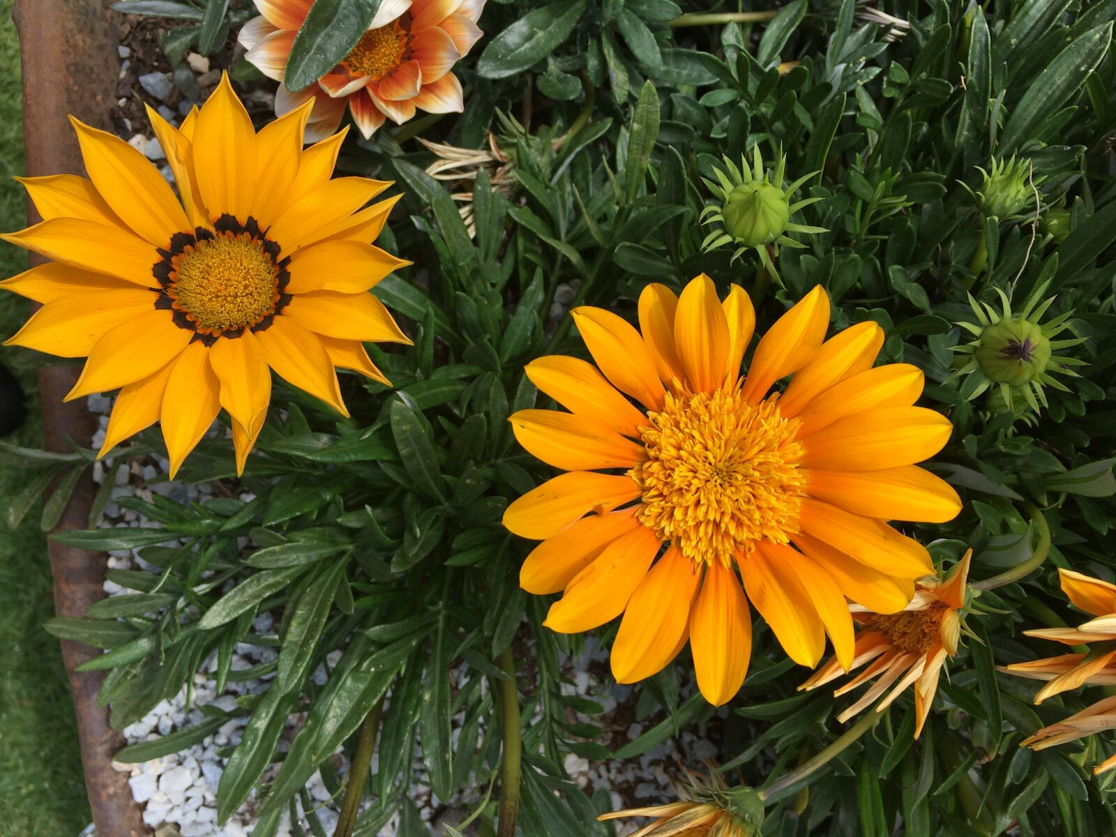 Apple iPhone 6s sample photo. Flowers, spring, nature photography