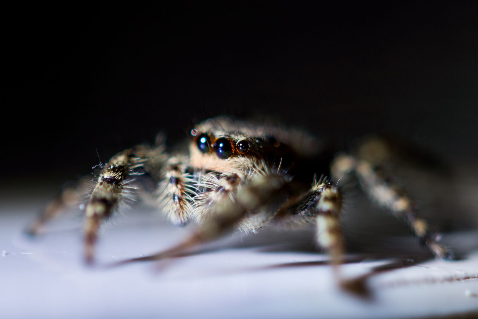 Nikon D600 sample photo. Spider, macro, animal photography