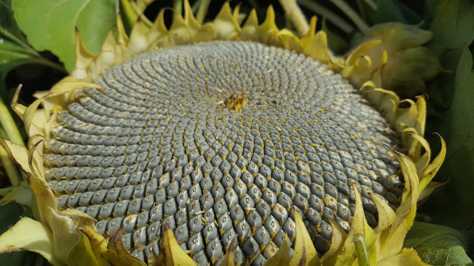 Samsung Galaxy S6 sample photo. Grey, seeds, sunflower photography