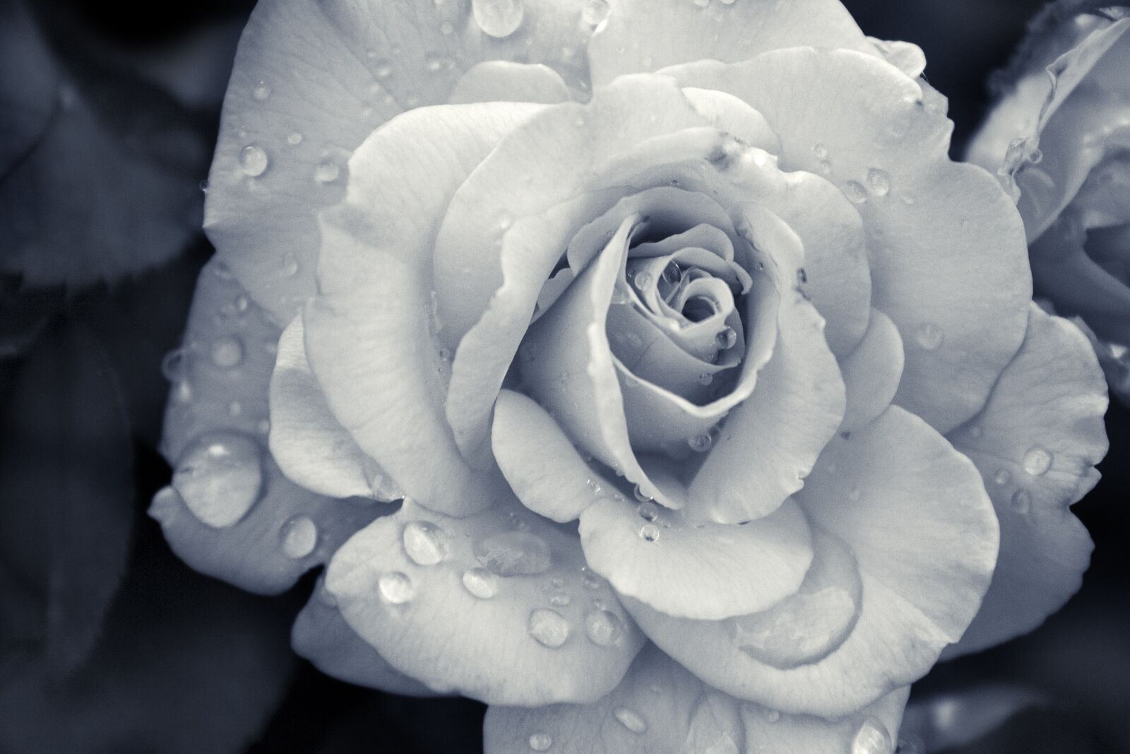 Canon EOS 400D (EOS Digital Rebel XTi / EOS Kiss Digital X) sample photo. Flower, rose, nature photography