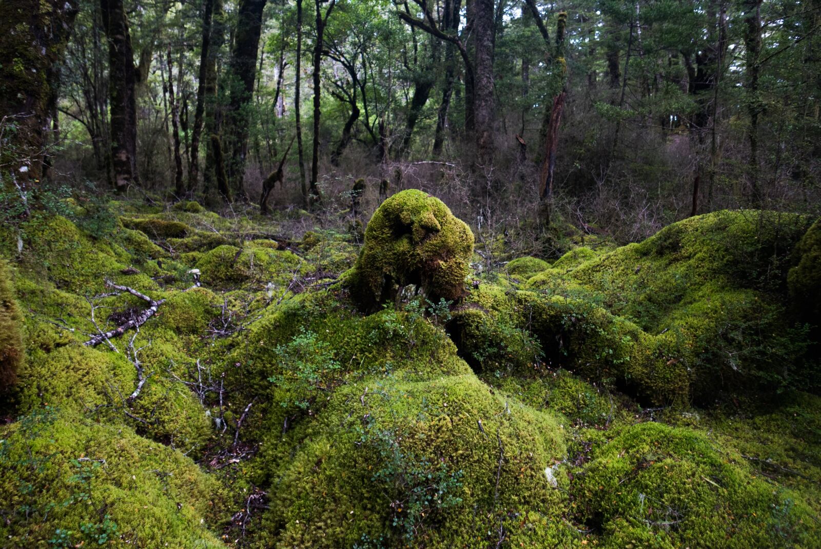 Leica D-Lux (Typ 109) sample photo. Moss, forest, nature photography