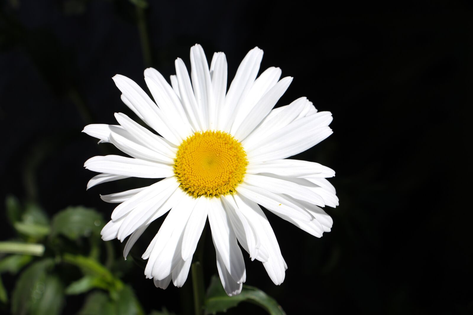 Canon EOS 550D (EOS Rebel T2i / EOS Kiss X4) sample photo. Flower, white, daisy photography