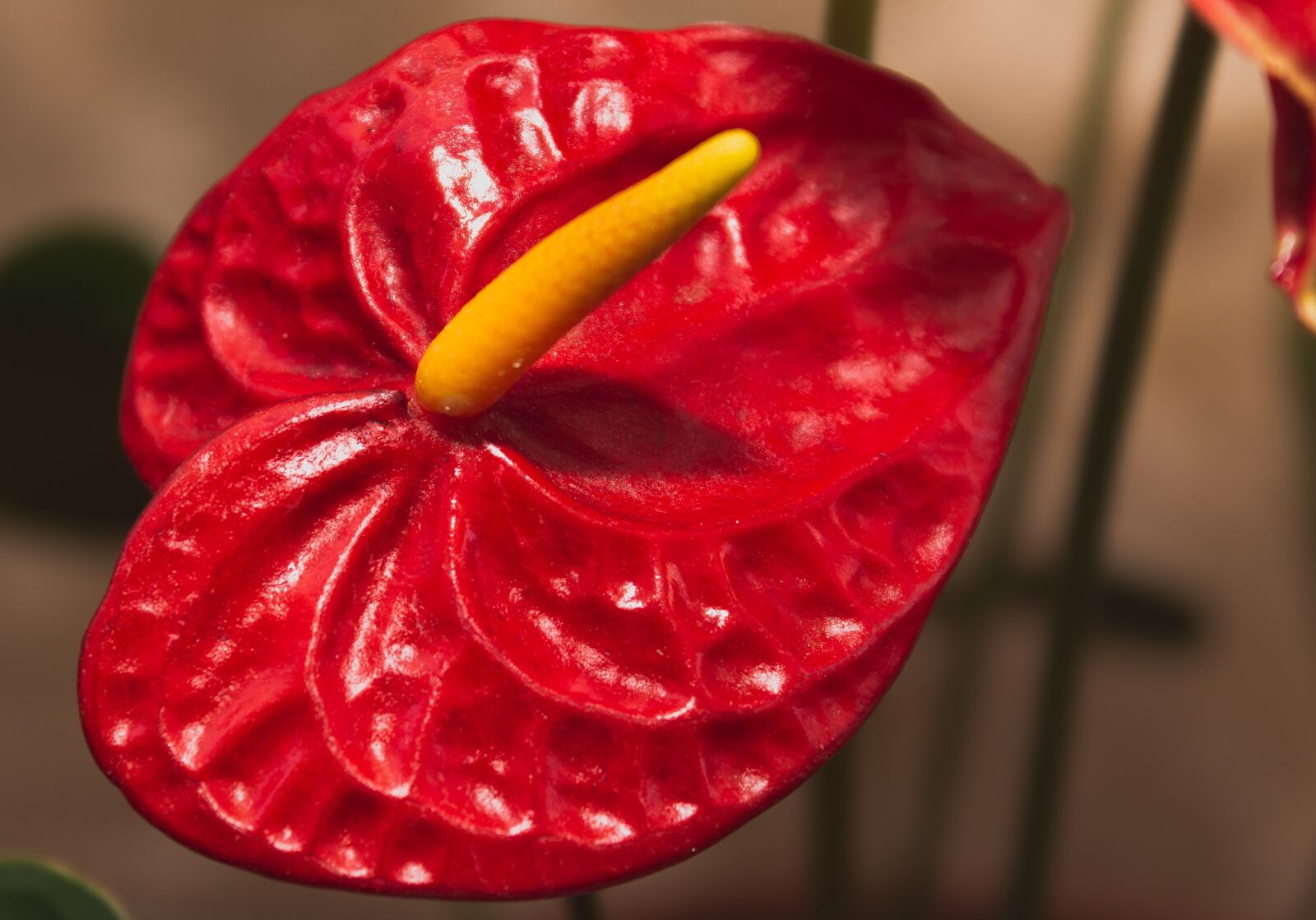 Canon EOS 70D + Canon EF-S 18-55mm F3.5-5.6 IS sample photo. Anthurium, flower, plant photography