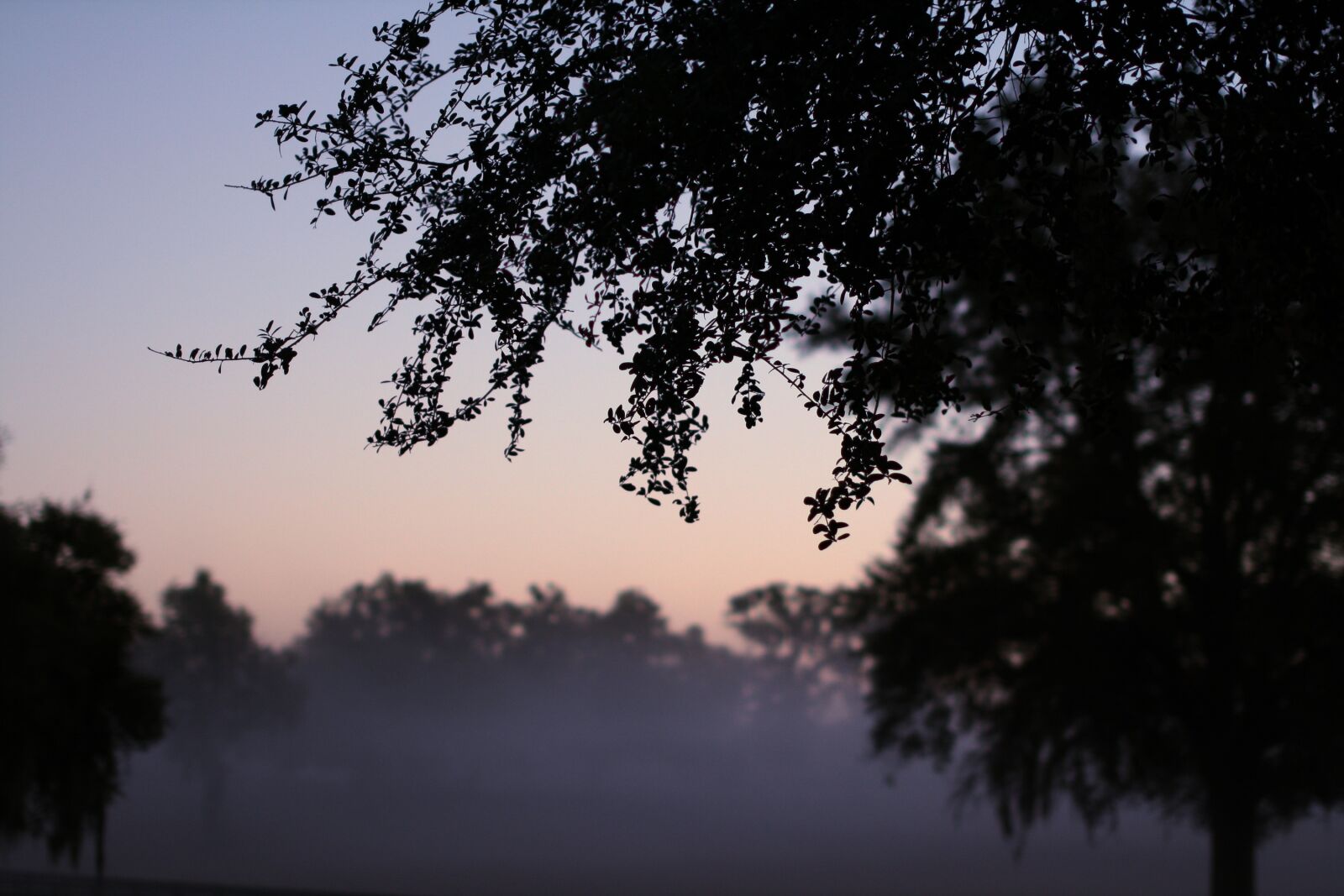 Canon EOS 1000D (EOS Digital Rebel XS / EOS Kiss F) sample photo. Fog, morning, trees photography