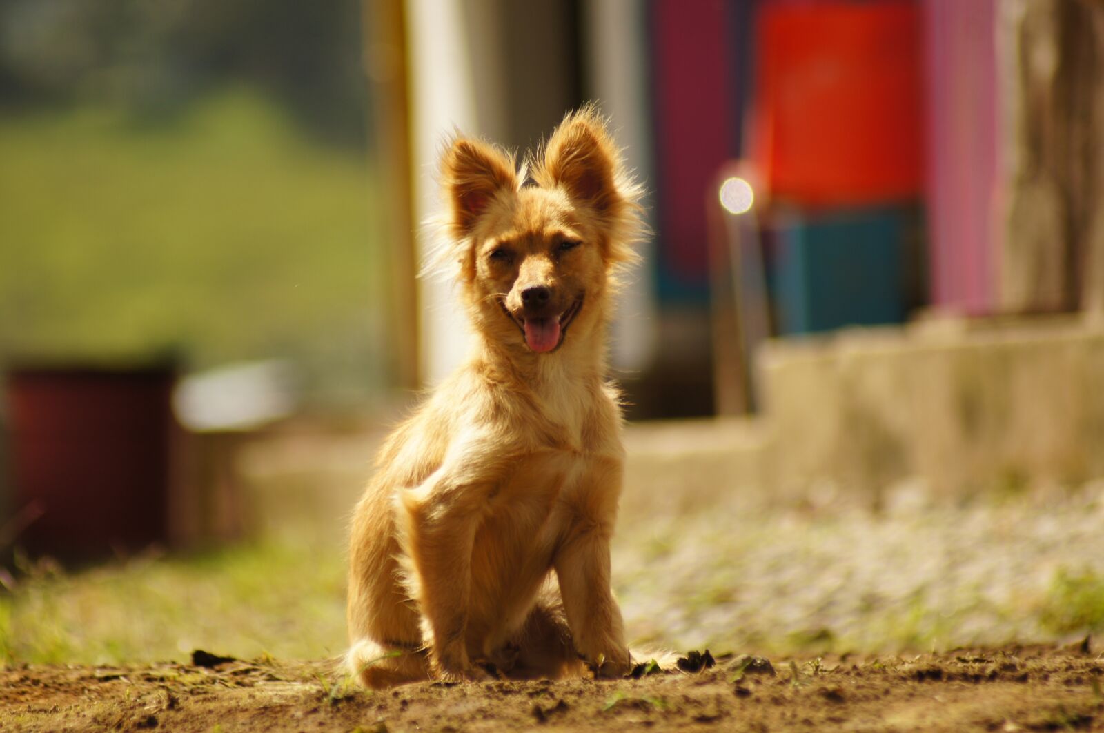 Sony SLT-A55 (SLT-A55V) sample photo. My, dogs, the photography