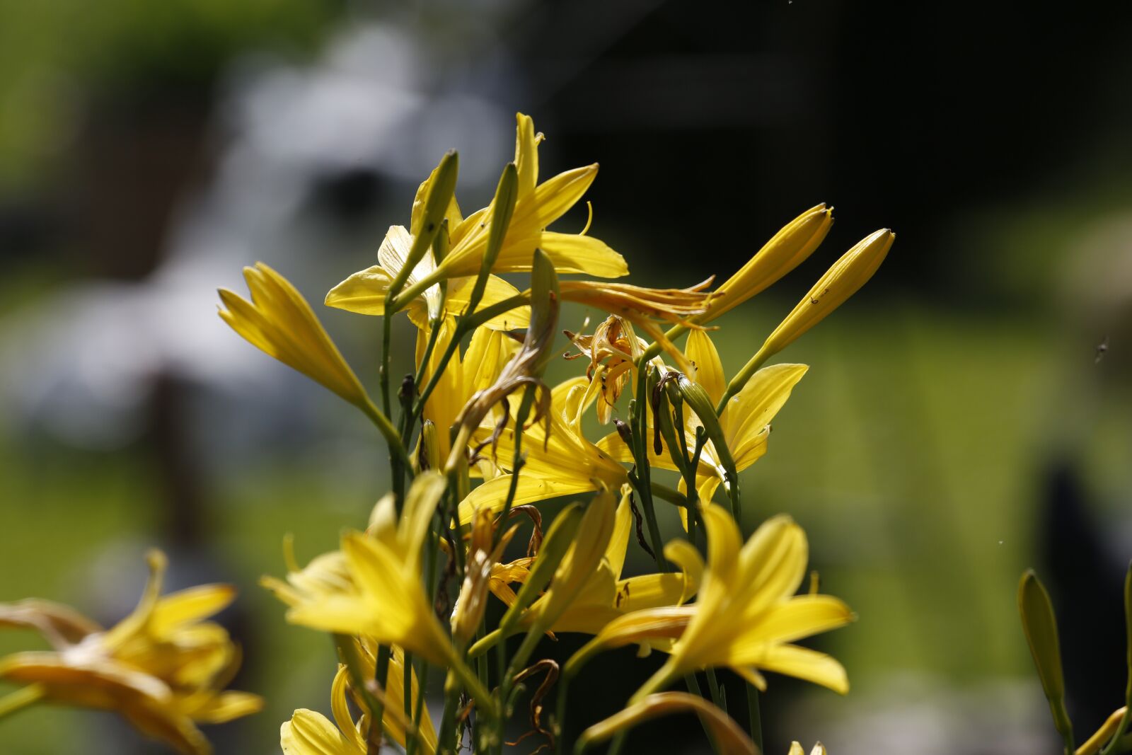 Canon EF 100-400mm F4.5-5.6L IS USM sample photo. Flowers, spring, summer photography