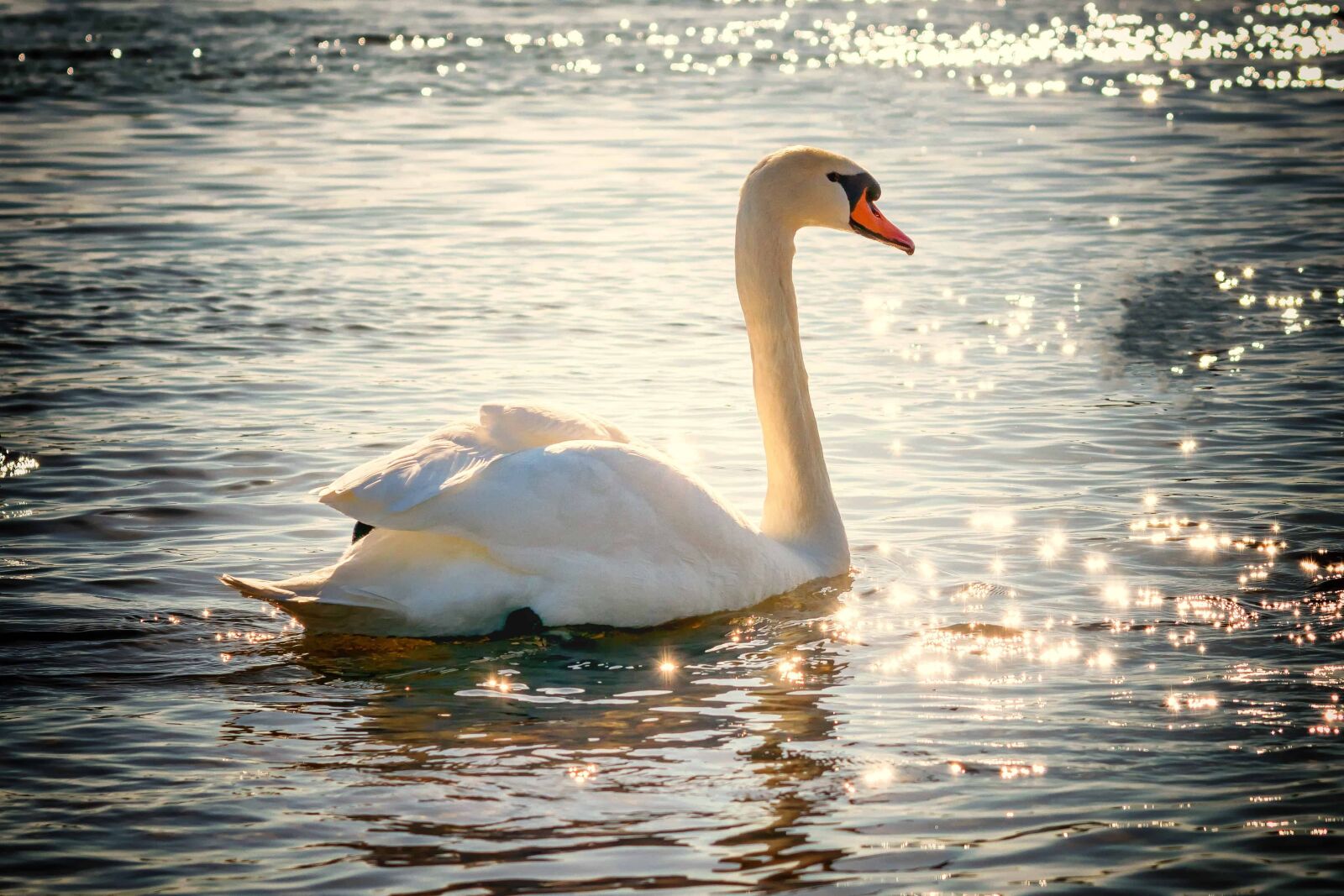 Nikon D3300 sample photo. Lake, bird, white swan photography