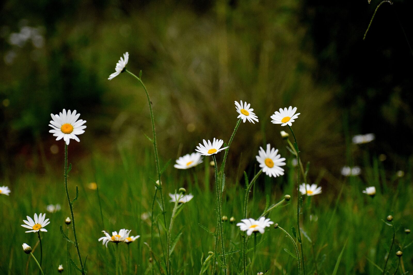 Nikon D3400 sample photo. Daisy, flowers, field photography