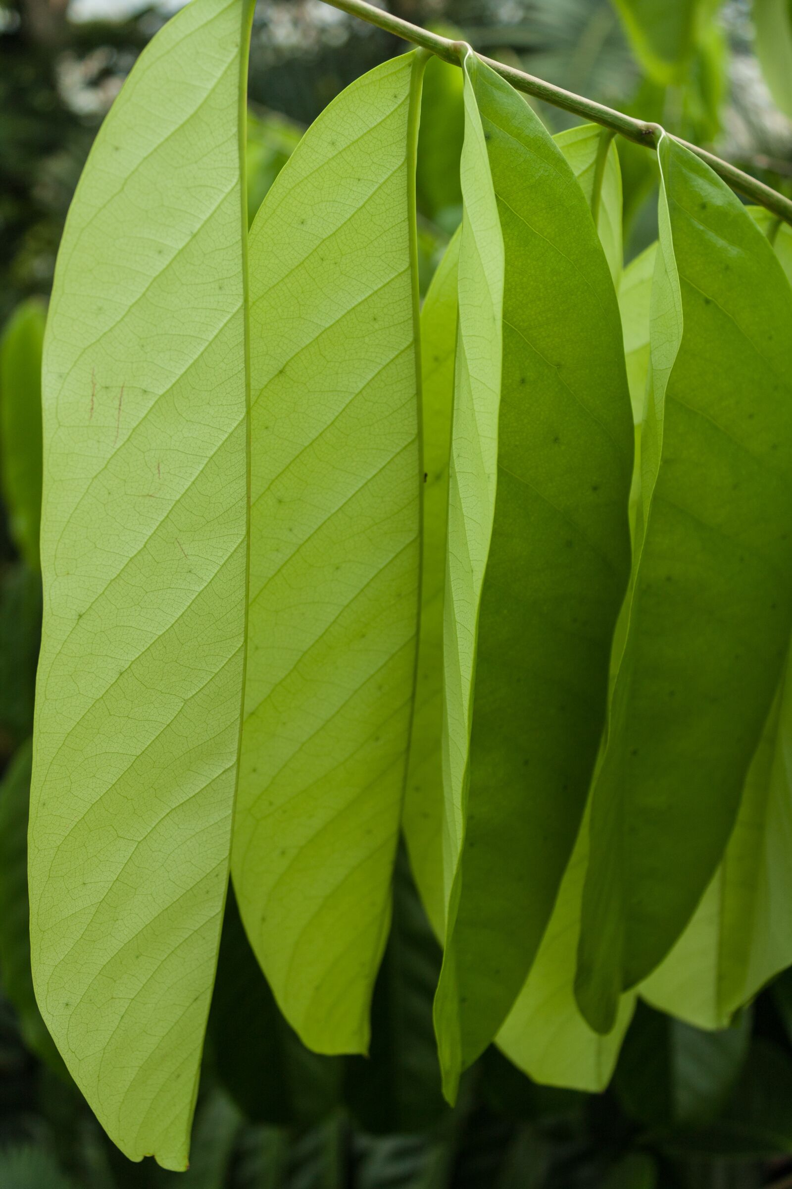 Canon EOS 450D (EOS Rebel XSi / EOS Kiss X2) sample photo. Leaf, plant, growth photography