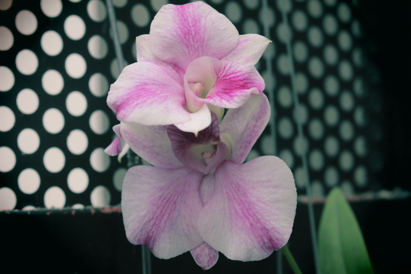 Canon EOS 700D (EOS Rebel T5i / EOS Kiss X7i) sample photo. Beautiful, flowers photography