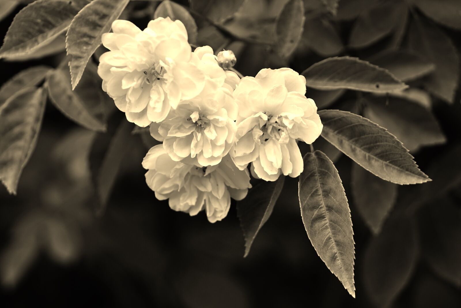 Sony DT 18-135mm F3.5-5.6 SAM sample photo. Wild roses, flowers, rose photography