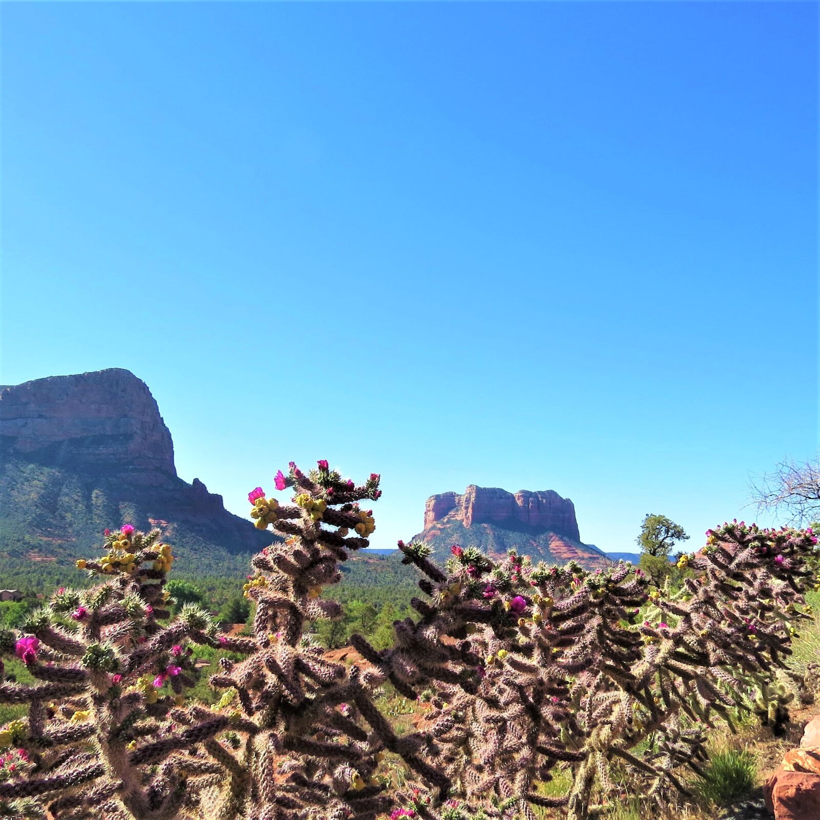 Canon PowerShot SX50 HS sample photo. Cactus, flowers, sedona photography
