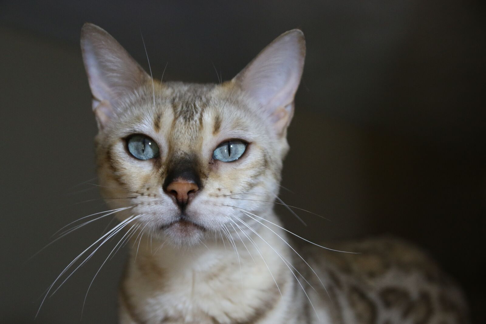 Canon EOS 70D sample photo. Bengal, bengal cat, white photography