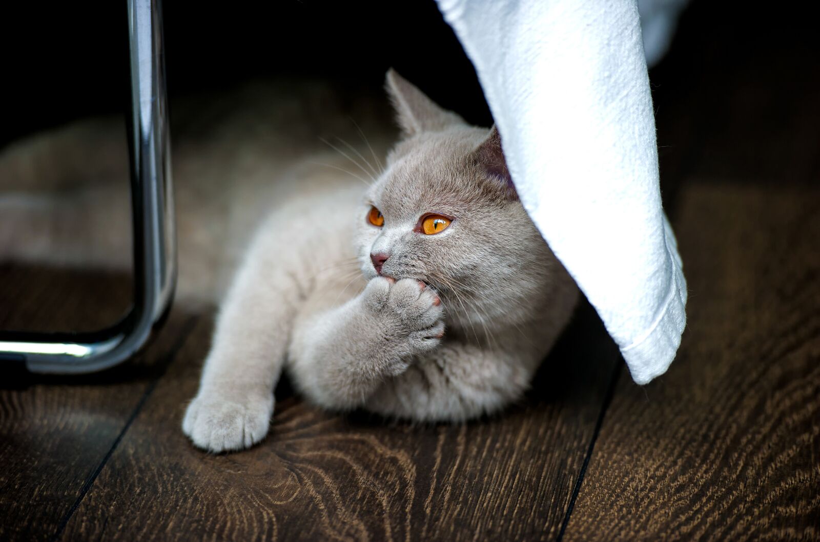 Nikon D3S sample photo. Cat, british shorthair, bkh photography