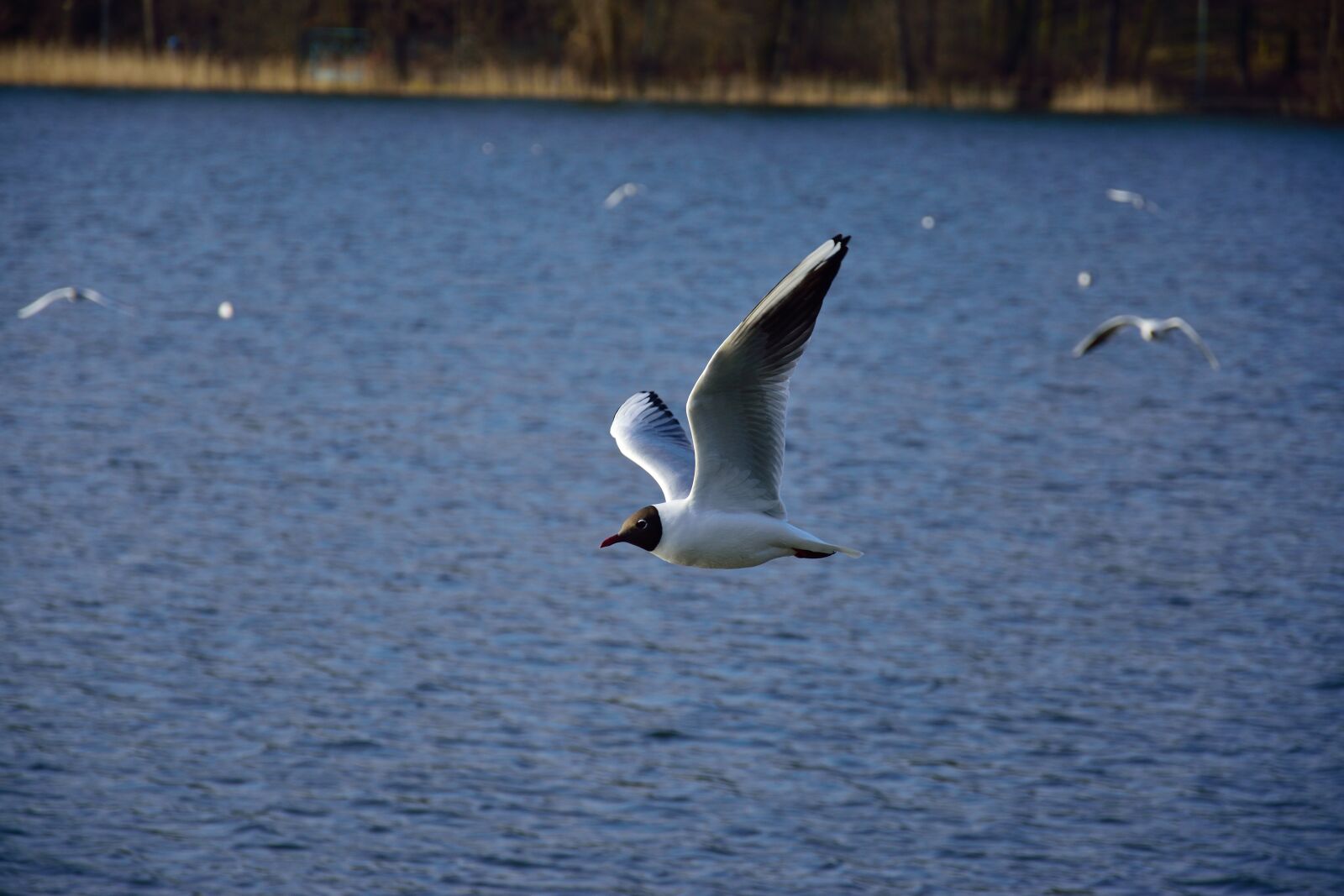 Nikon D3300 sample photo. Air, animal, background, bird photography