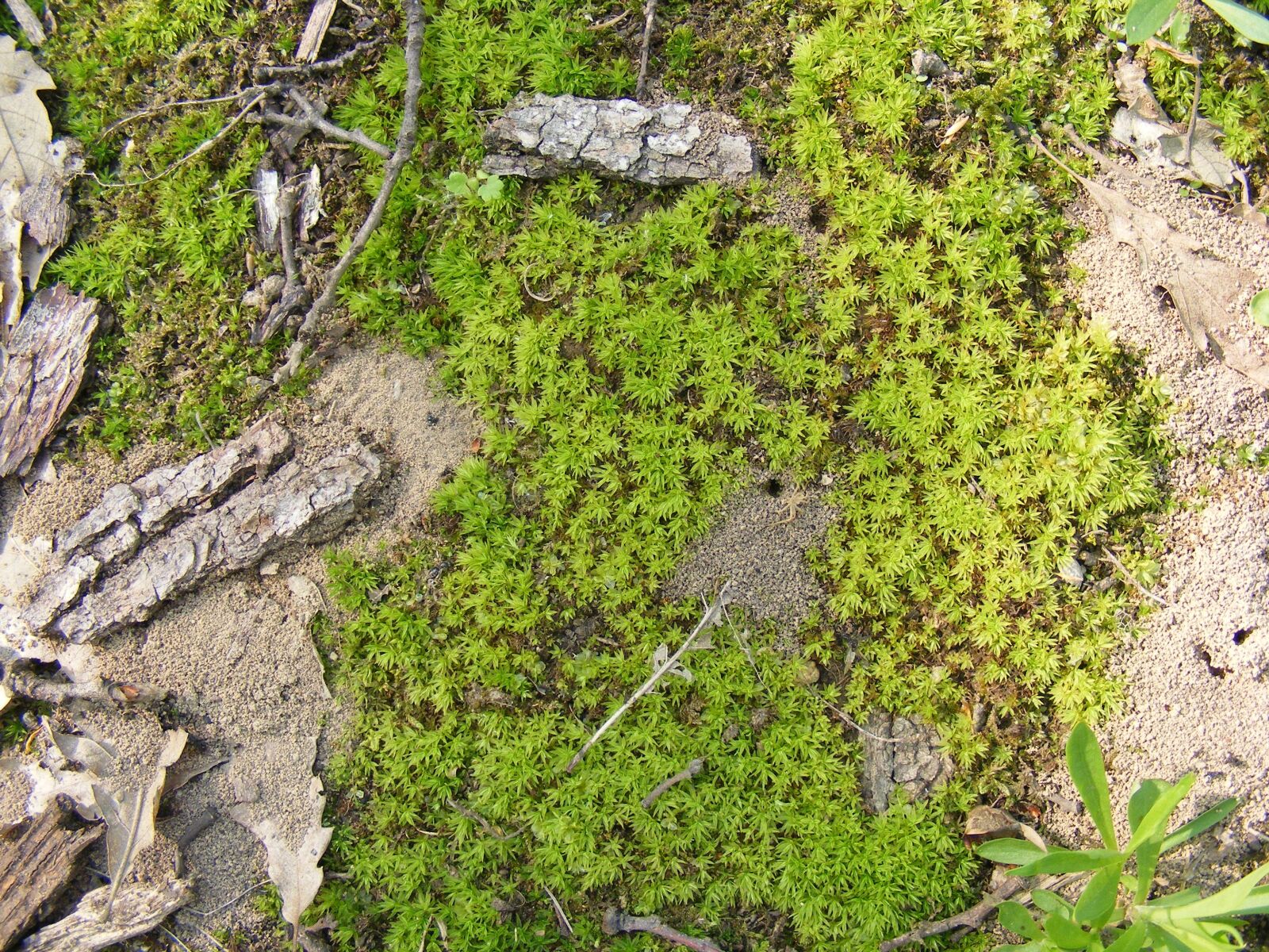 Fujifilm FinePix S5700 S700 sample photo. Climacium, damp, dendroides photography